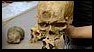 fossil cast of skull