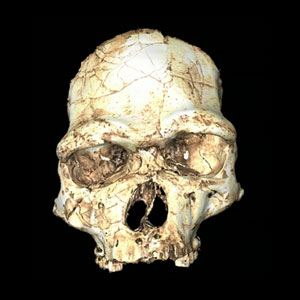 virtual reconstruction of a skull