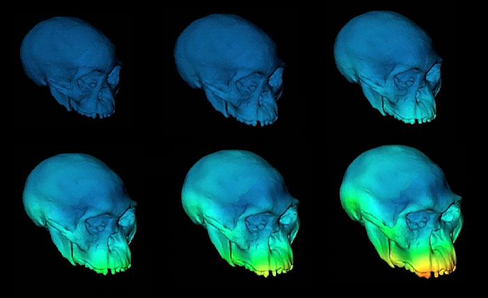 virtual reconstruction of a skull