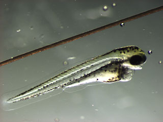 Zebrafish embryo and human hair