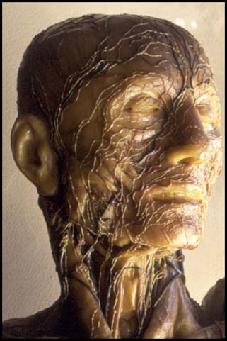 Wax Medical Model