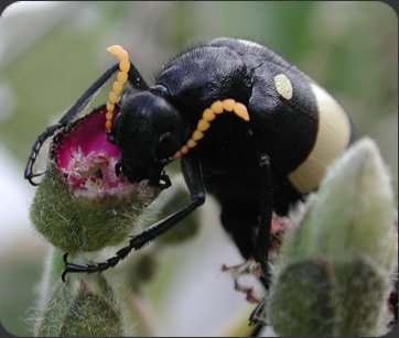 Blister Beetle