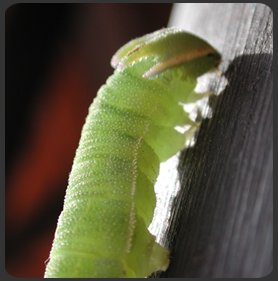 Caterpillar