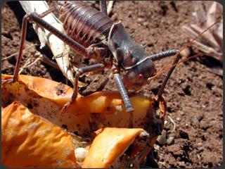 armored cricket