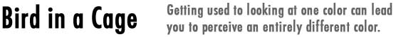 Bird in a Cage - When your color vision tires, you can see colors that aren't really there.