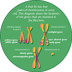 A fruit fly has four pairs of chromosmes in every cell. This diagram shows the locations of the genes that are mutated in the flies here.