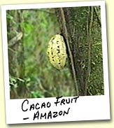 Cacao Fruit Amazon