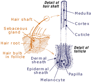 Diagram: hair shaft