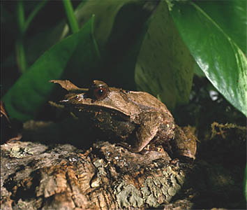 Asian Leaf Frog (Megophrys nasuta)