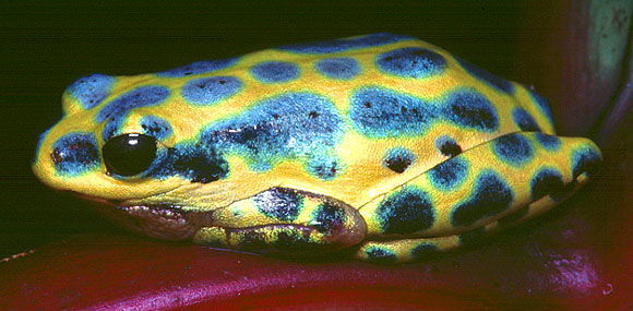 Lake Nabu reed frog