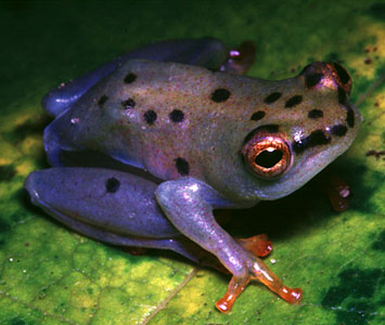 African reed frog