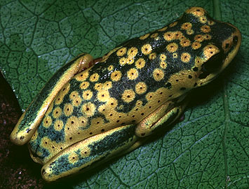 African reed frog