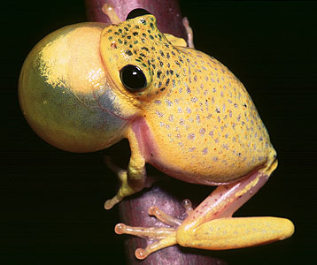 African reed frog