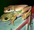 Frogs coupling