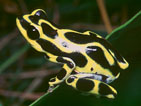 African Reed Frog