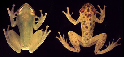 DDT exposure in African reedfrogs