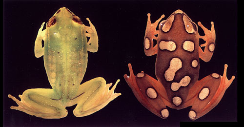 Hyperolius argus: Male & Female