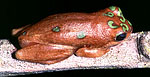African Reedfrog