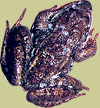 Frozen wood frog