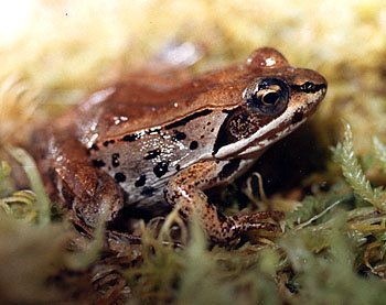 North American Wood Frog (R. sylvatica)