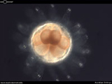 Ascidian Embryo