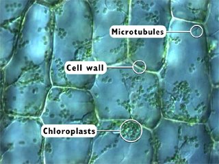 Microscope Imaging Station Gallery