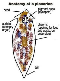 planaria under microscope labeled