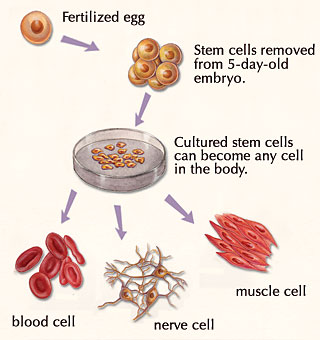 Cultivation of stem cells