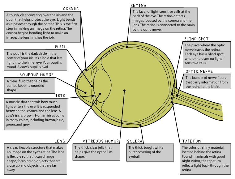 Cow s Eye Dissection Eye Diagram