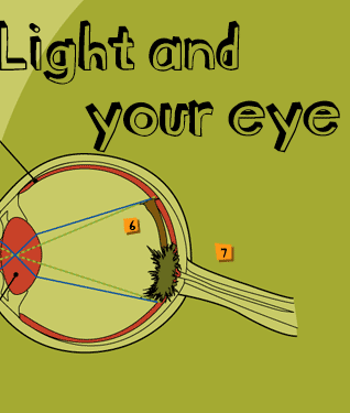 Light and your eye