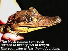 Black caiman