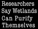 Researchers
Say Wetlands
Can Purify
Themselves