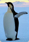 photo of an Emperor penguin