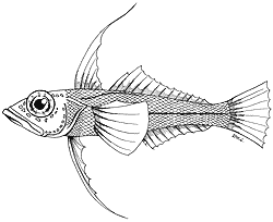 Threadfin pithead (Aethotaxis mitopteryx)