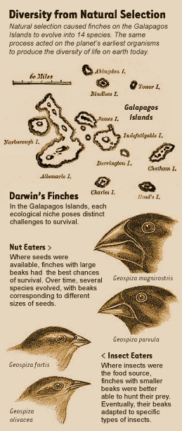 The story of Darwin's Finches