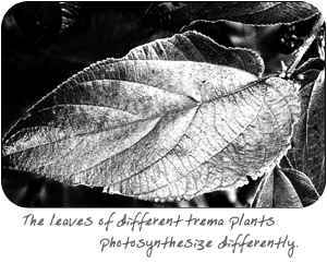 Different Trema plants photosynthesize differently