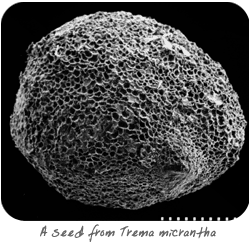 A seed from Trema micrantha