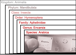 Diagram of species classification