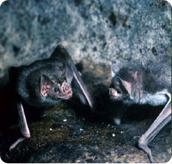 image: bats
