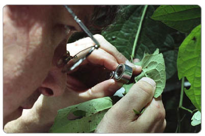Andrew Polaszek and Jon Martin search for wasp larvae