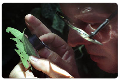 searching for wasp larvae