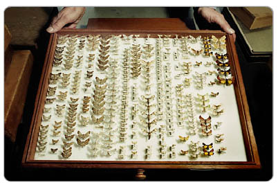 Part of the collection of London's Natural History Museum