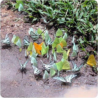 image: puddling butterflies