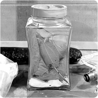 image: leaf beetles in jar