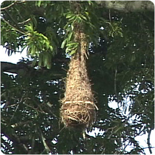 image: oropendola nest