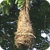 image: oropendola nest