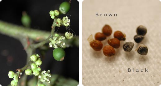 Trema seeds