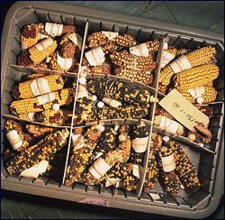 Corn samples