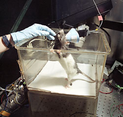 Rat in experiment