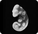 Which Embryo is This?